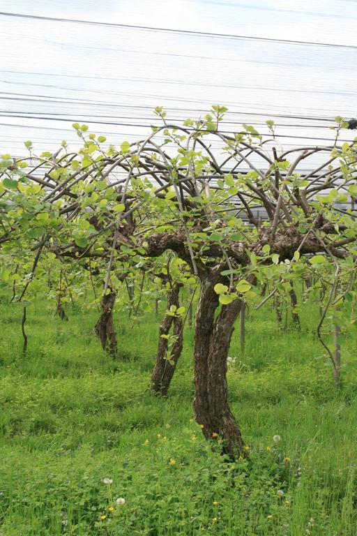 La Meridiana Crocetta del Montello ภายนอก รูปภาพ